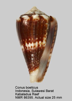 Conus boeticus (5).jpg - Conus boeticus Reeve,1844